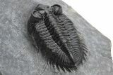 Coltraneia Trilobite Fossil - Huge Faceted Eyes #225319-3